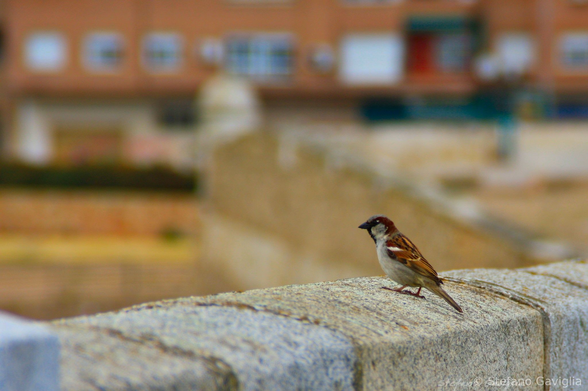 Birds